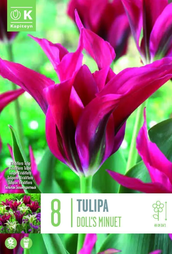 LILLESIBUL KAPITEYN ROHELISEÕIELINE TULP "DOLL'S MINUET"