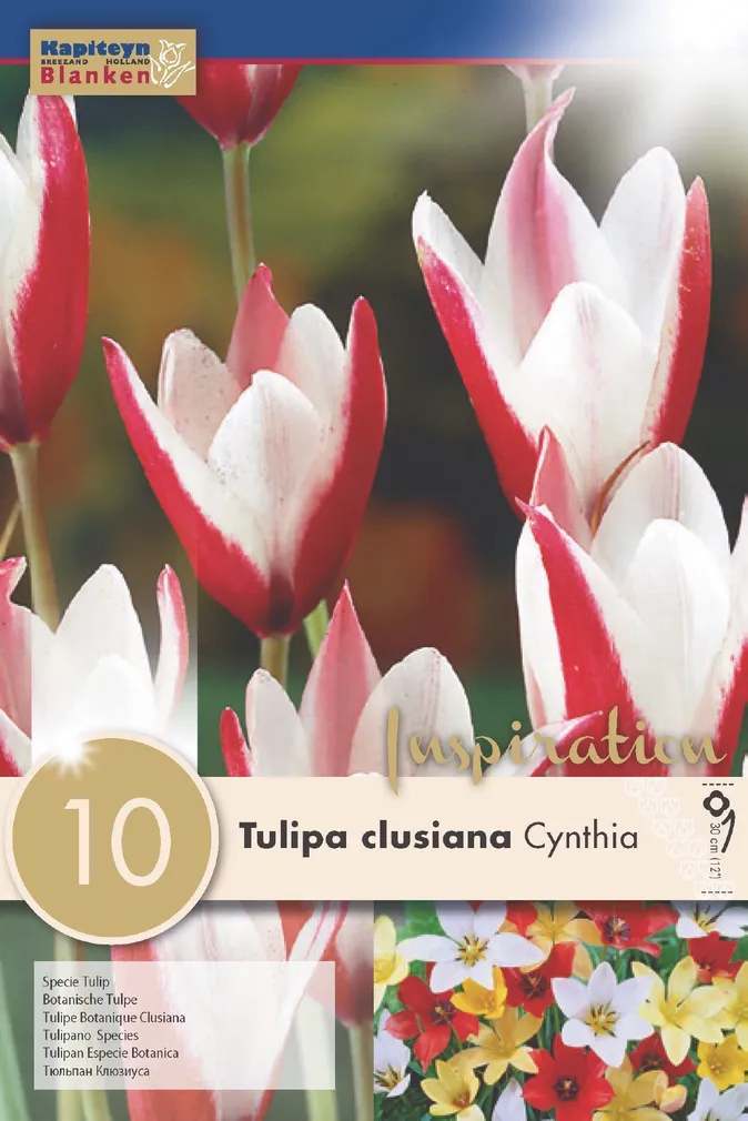 LILLESIBUL KAPITEYN TULP "CLUSIANA CYNTHIA"