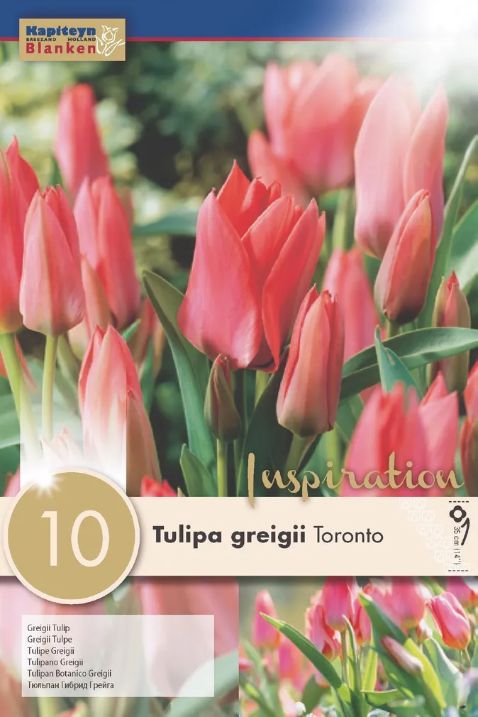 LILLESIBUL KAPITEYN GREIGI TULP "TORONTO"