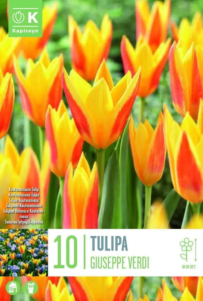 LILLESIBUL KAPITEYN KAUFMANNI TULP "GIUSEPPE VERDI"