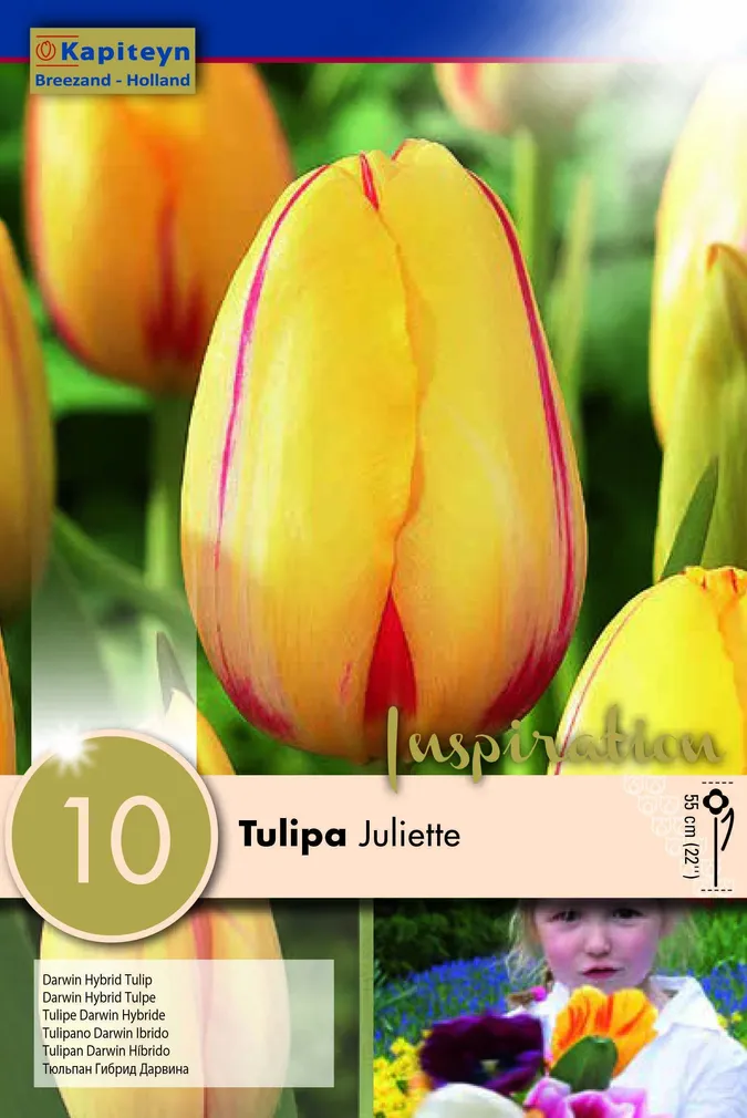 LILLESIBUL KAPITEYN DARWINHÜBRIIDTULP "JULLIETTE"