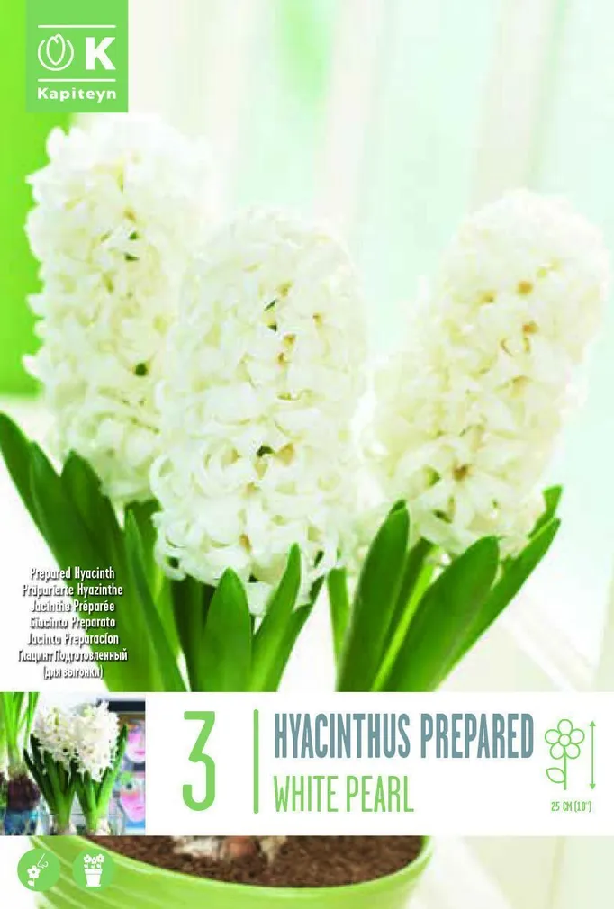 LILLESIBUL KAPITEYN HÜATSINT EARLY FORCING WHITE PEARL