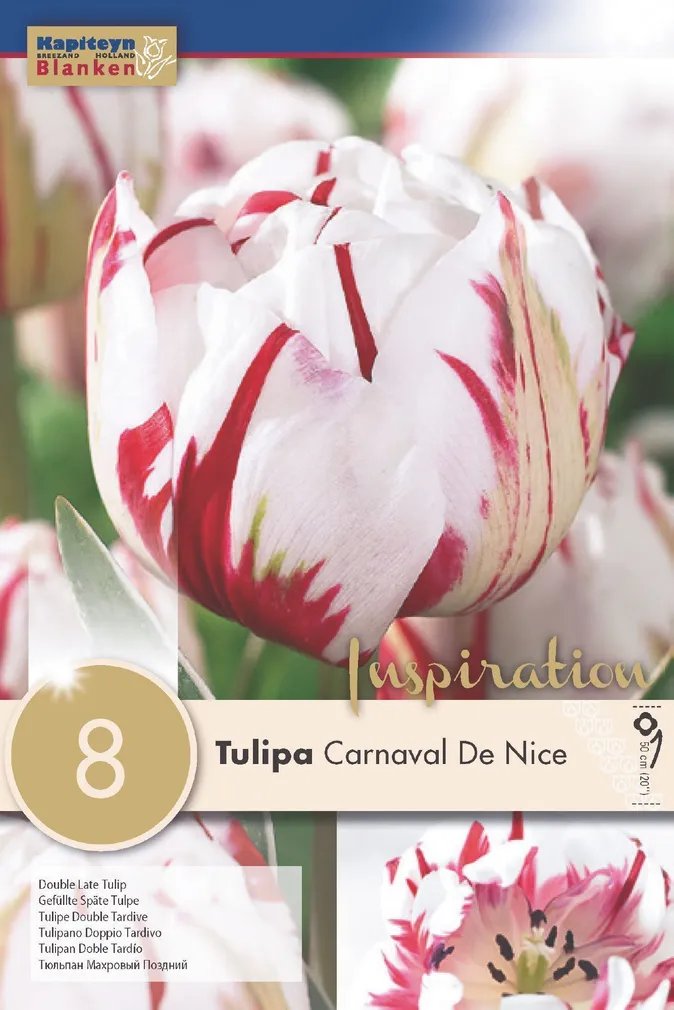 LILLESIBUL KAPITEYN TÄIDISÕIELINE TULP "CARNAVAL DE NICE"