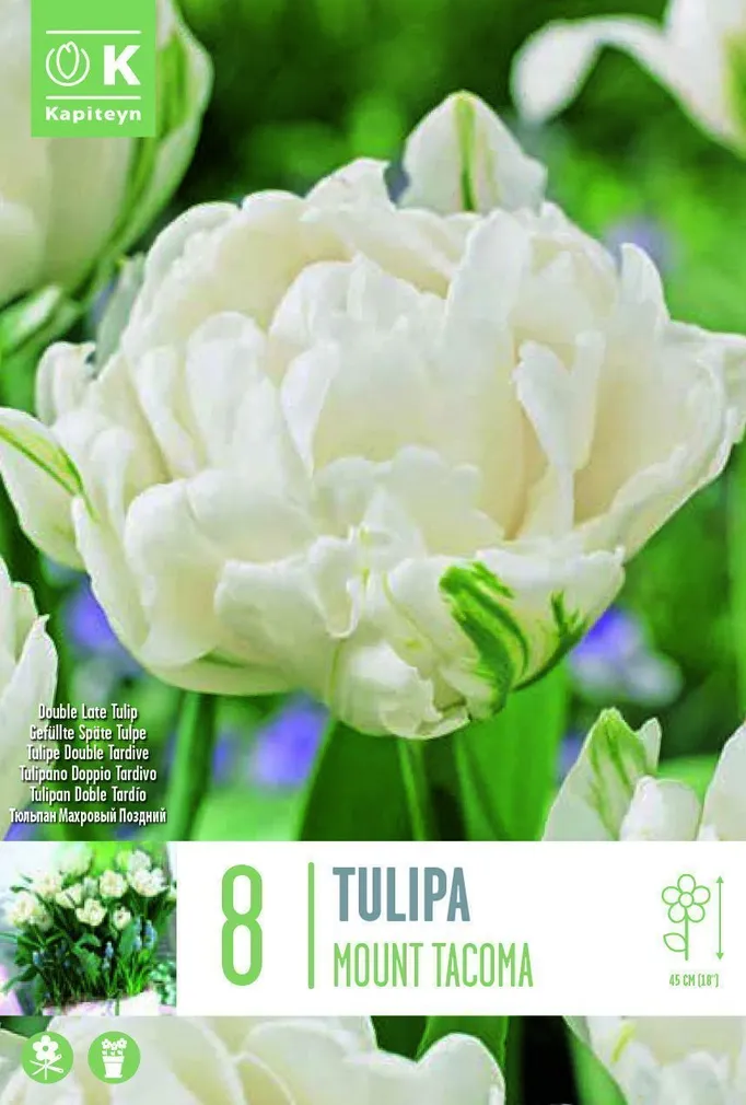 LILLESIBUL KAPITEYN TÄIDISÕIELINE TULP "MOUNT TACOMA"