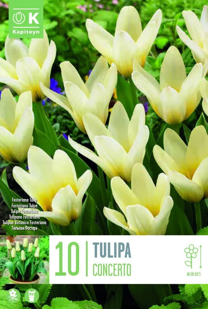 LILLESIBUL KAPITEYN KAUFMANNI TULP "JOHANN STRAUSS"