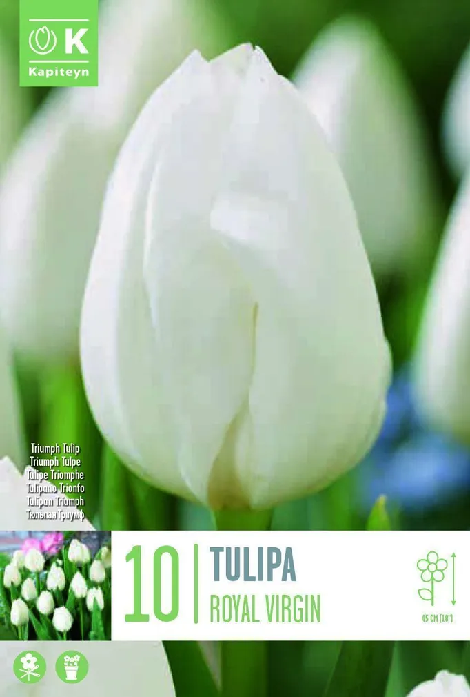 LILLESIBUL KAPITEYN TRIUMFTULP "ROYAL VIRGIN"