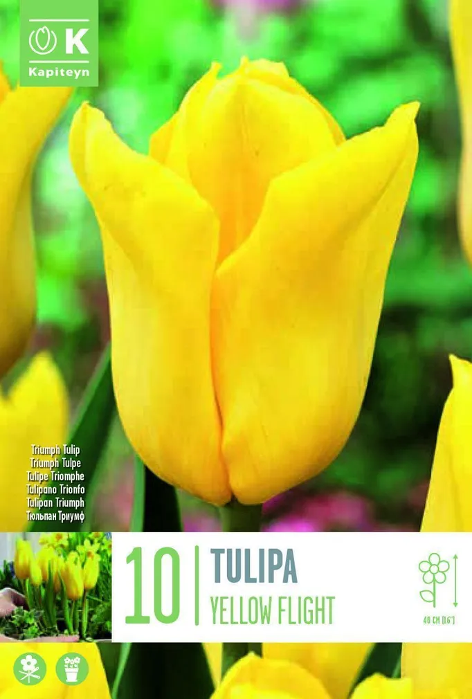 LILLESIBUL KAPITEYN TRIUMFTULP "YELLOW FLIGHT"