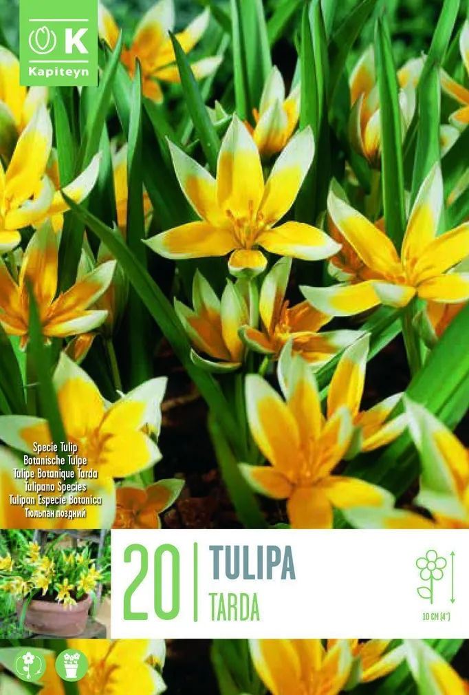 LILLESIBUL KAPITEYN TULP "TARDA"