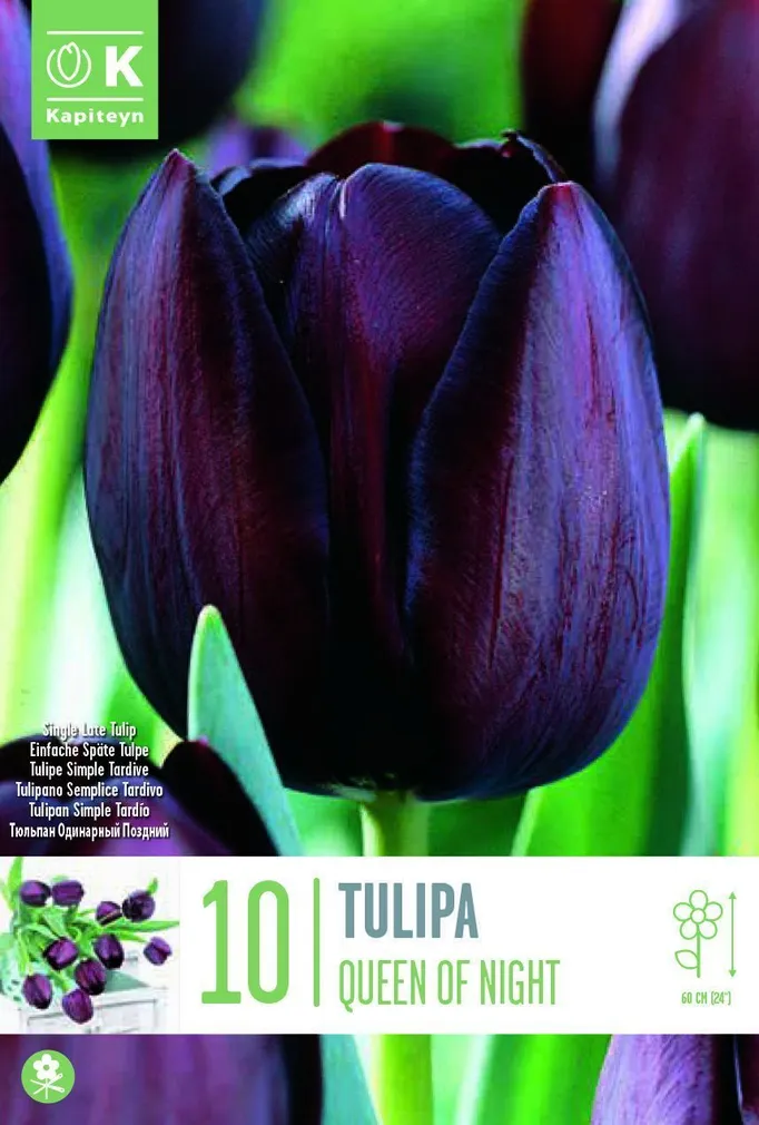 LILLESIBUL KAPITEYN HILINE LIHTÕIELINE TULP "QUEEN OF NIGHT"