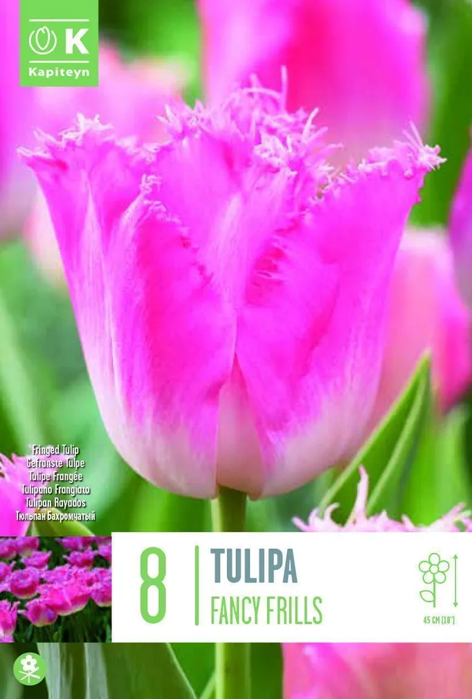 LILLESIBUL KAPITEYN NARMASÕIELINE TULP "FANCY FRILLS"