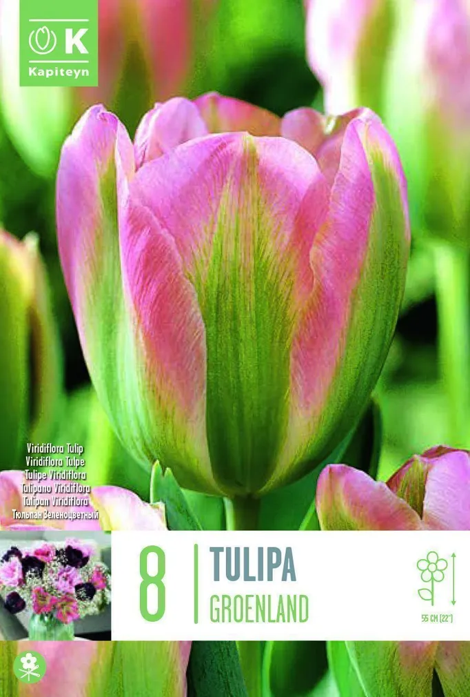 LILLESIBUL KAPITEYN ROHELISEÕIELINE TULP "GROENLAND"