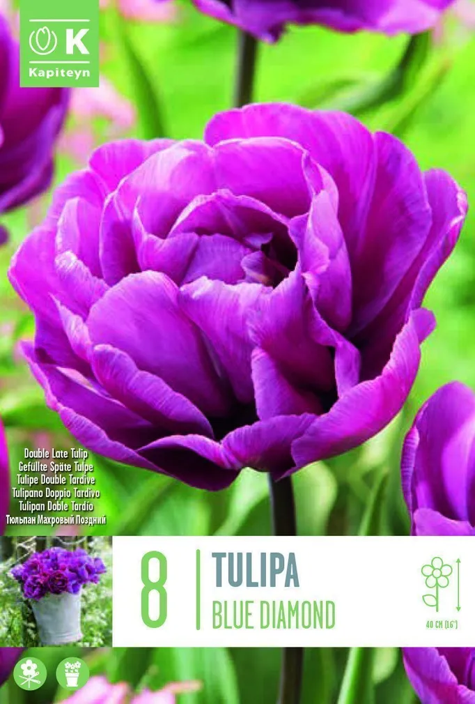 LILLESIBUL KAPITEYN TÄIDISÕIELINE TULP "BLUE DIAMOND"