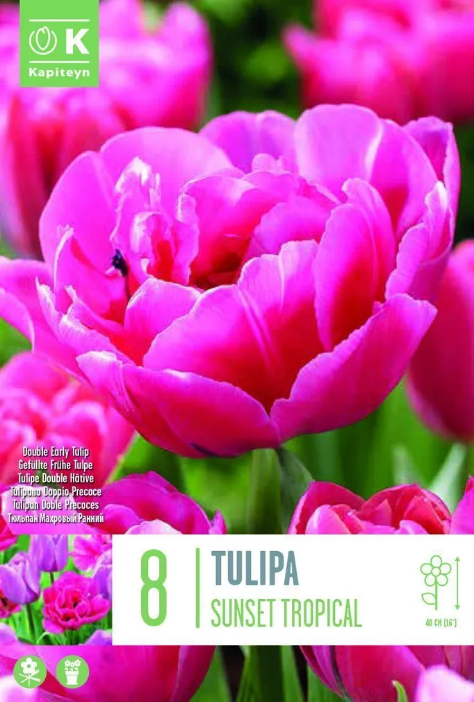 LILLESIBUL KAPITEYN TÄIDISÕIELINE TULP "SUNSET TROPICAL"