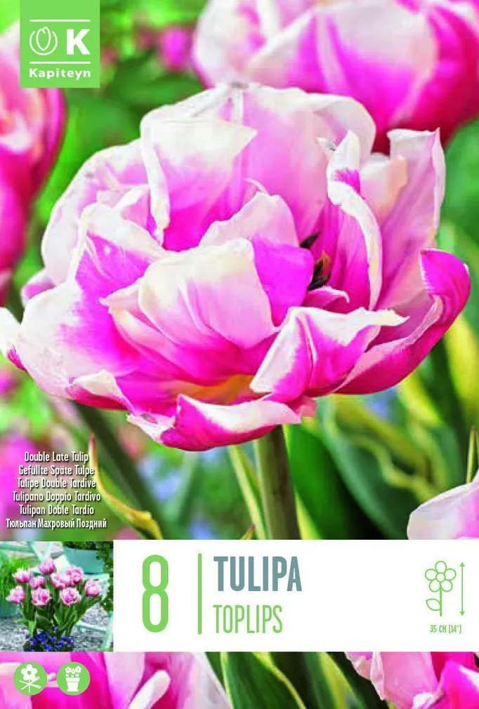 LILLESIBUL KAPITEYN TÄIDISÕIELINE TULP "TOPLIPS"