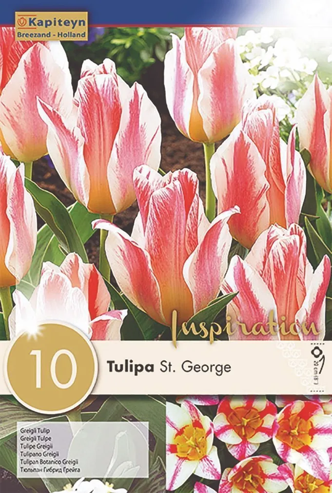 LILLESIBUL KAPITEYN GREIGI TULP "ST GEORGE"