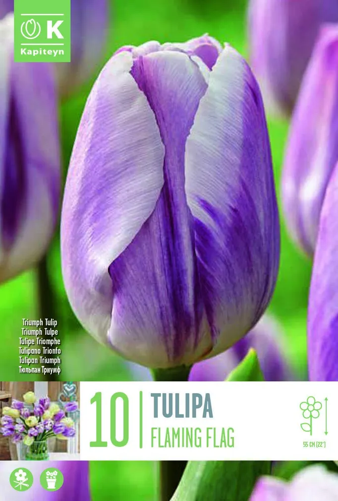 LILLESIBUL KAPITEYN TRIUMFTULP "FLAMING FLAG"