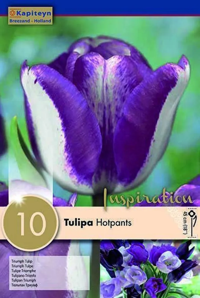 LILLESIBUL KAPITEYN TRIUMFTULP "HOTPANTS"