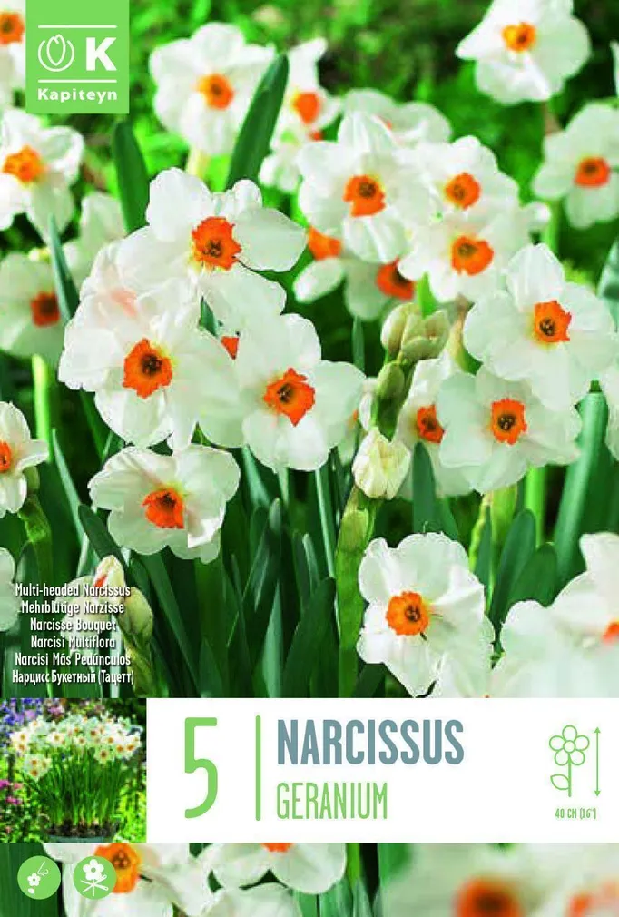 LILLESIBUL KAPITEYN TATSETT-NARTSISS "GERANIUM"