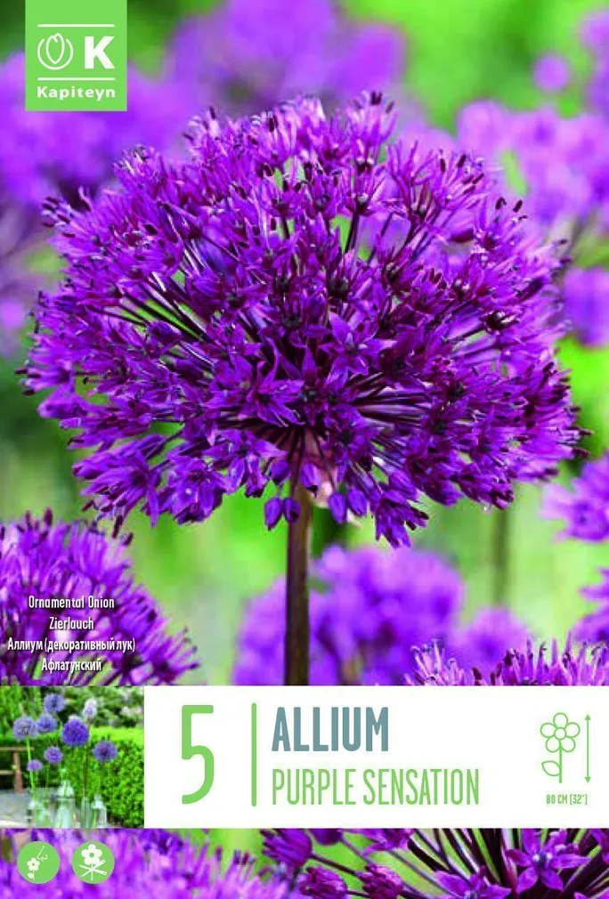 LILLESIBUL KAPITEYN AFLATUNI LAUK "PURPLE SENSATION"