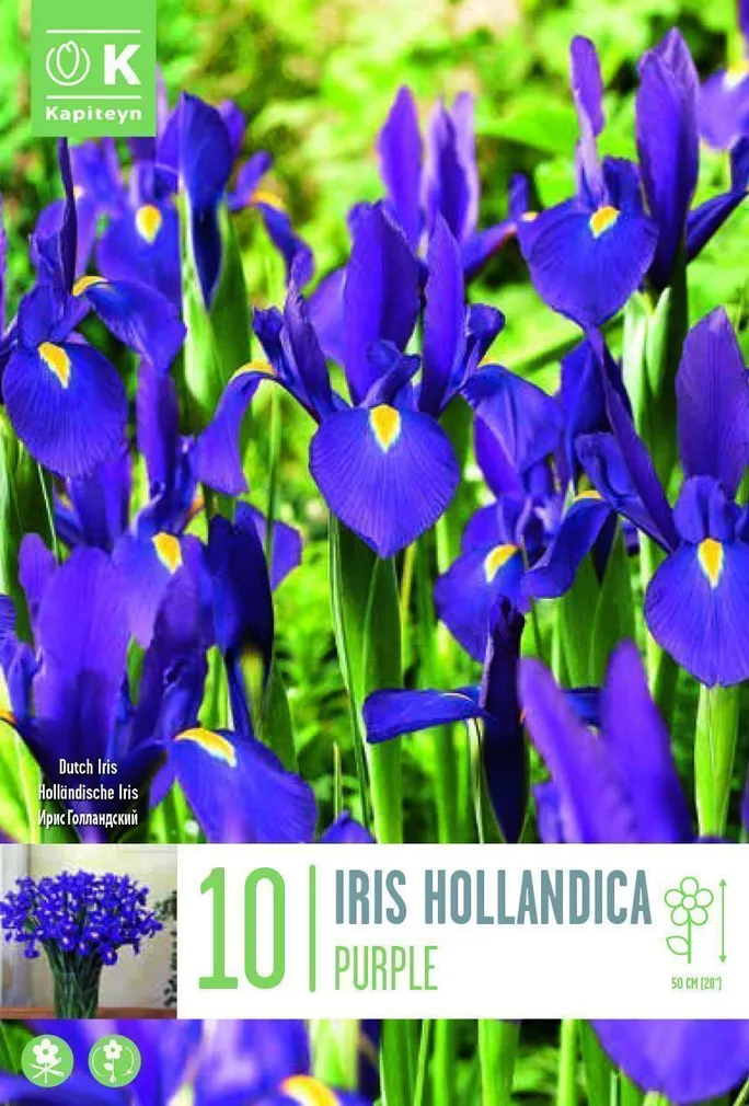 LILLESIBUL KAPITEYN HOLLANDI IIRIS
