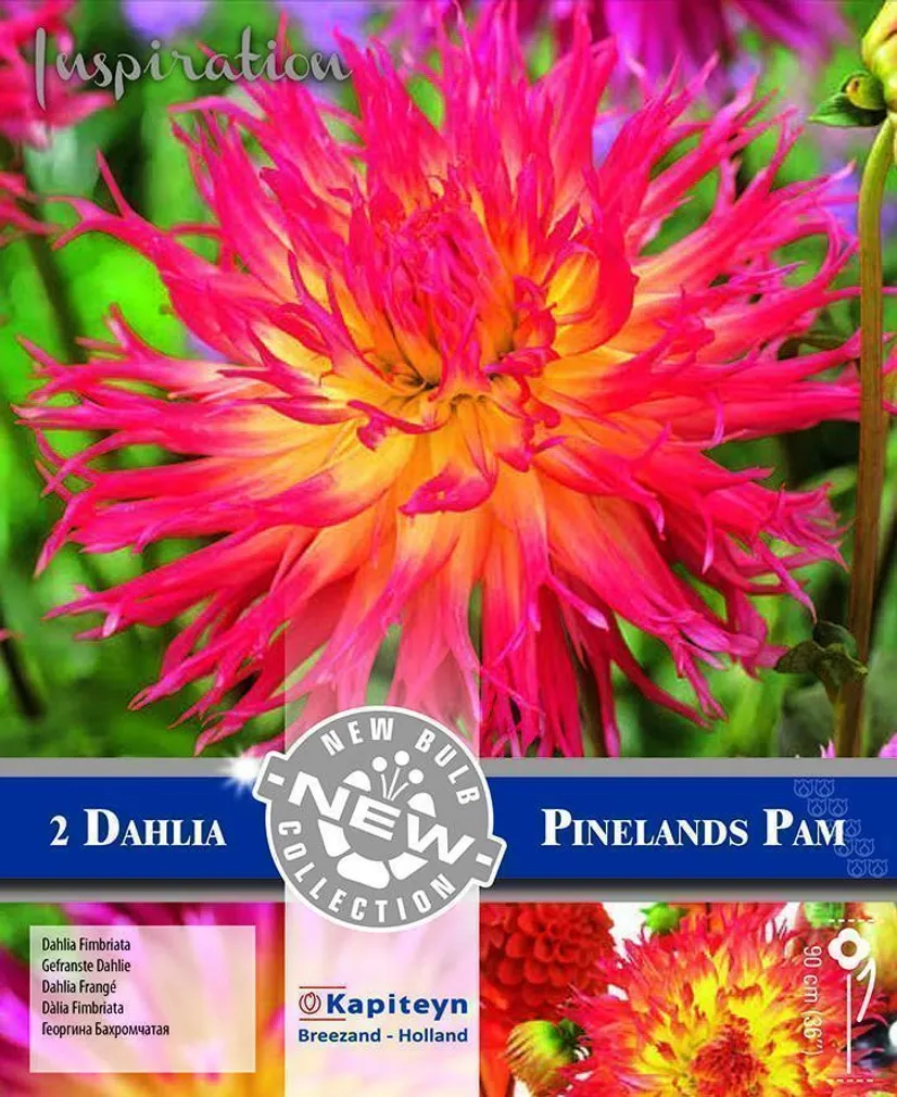 DEKORATIIVDAALIA KAPITEYN "PINELANDS PAM" 2TK PAKIS