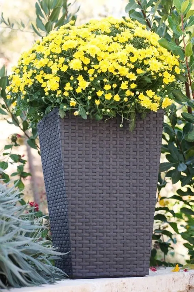 LILLEPOTIÜMBRIS M RATTAN 55,4L TUMEHALL