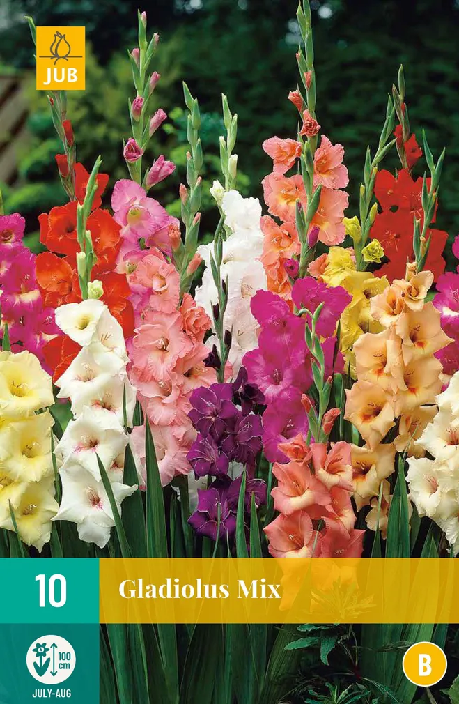 LILLESIBUL GLADIOOL MIX 10TK