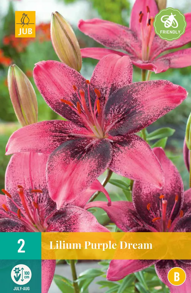 LILLESIBUL LIILIA ASIATIC PURPLE DREAM 2TK