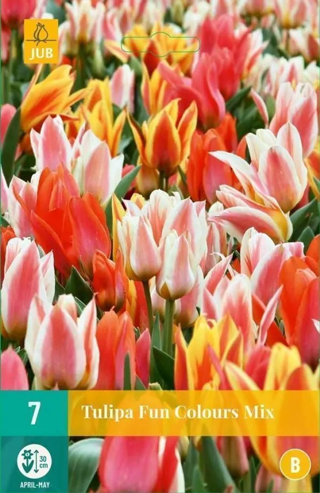 LILLESIBUL JUB TULP FUN COLORS 7TK PAKIS