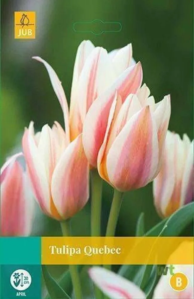 LILLESIBUL JUB TULP QUBEC 7TK PAKIS