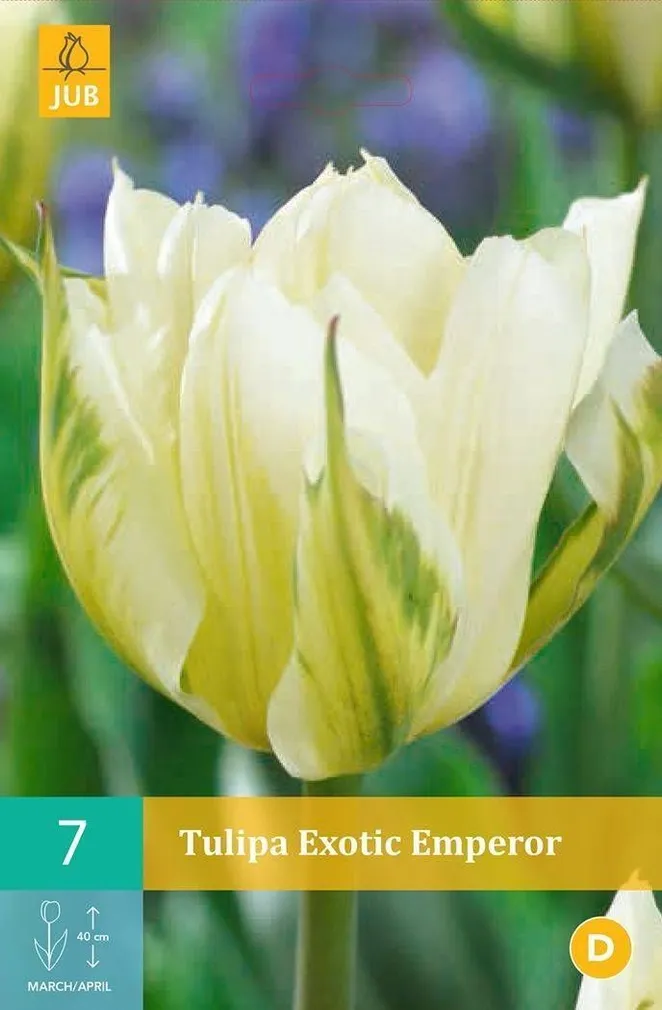 LILLESIBUL JUB TULP EXOTIC EMPEROR 7TK PAKIS