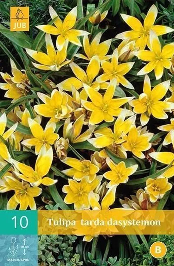 LILLESIBUL JUB TULP TARDA DASYSTEMON 10TK PAKIS
