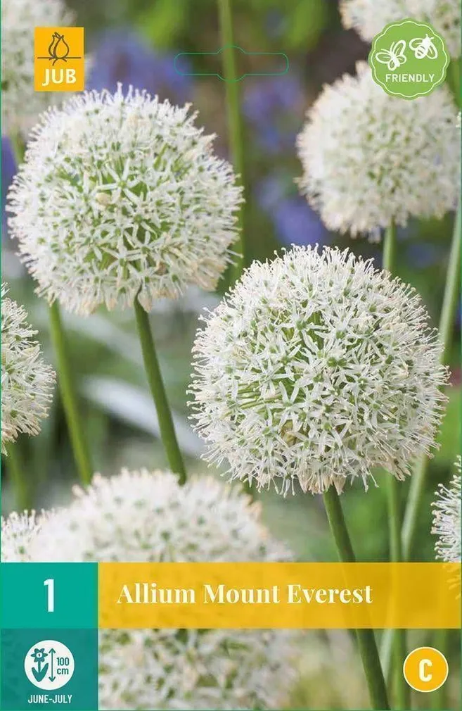 LILLESIBUL JUB ALLIUM MOUNT EVEREST 1TK PAKIS