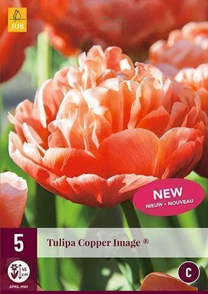 LILLESIBUL JUB TULP COPPER IMAGE 5TK PAKIS