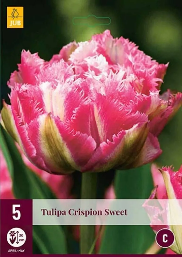 LILLESIBUL JUB TULP CRISPION SWEET 5TK PAKIS