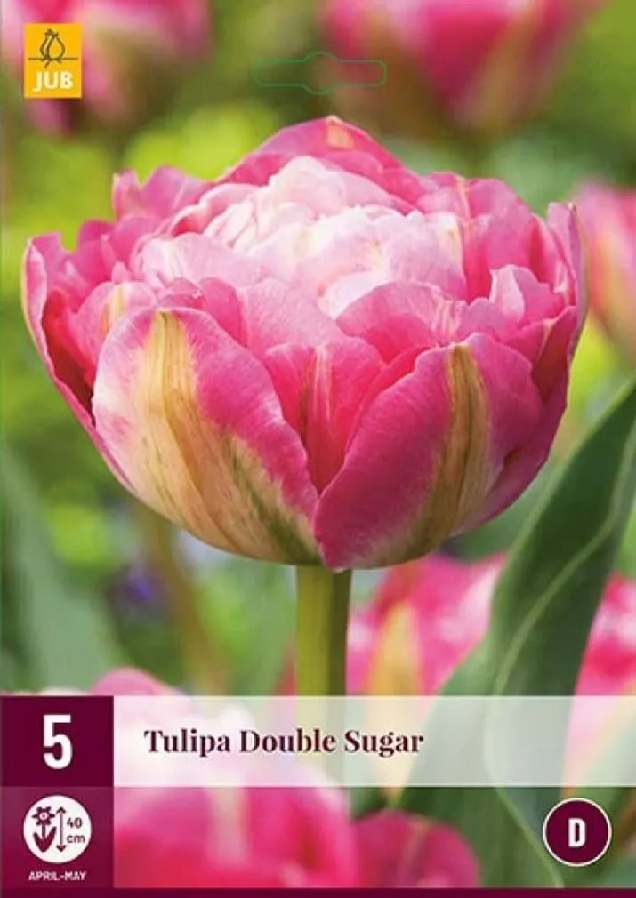 LILLESIBUL JUB TULP DOUBLE SURGAR 5TK PAKIS