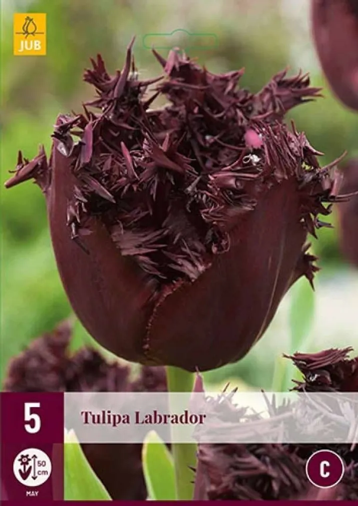 LILLESIBUL JUB TULP LABRADOR 5TK PAKIS