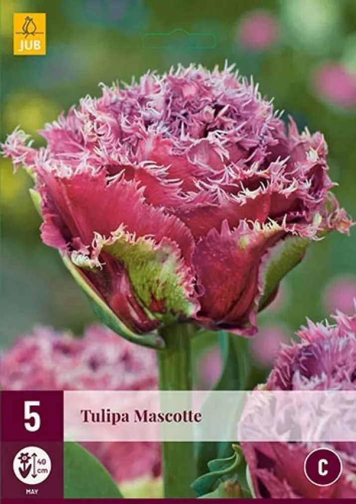 LILLESIBUL JUB TULP MASCOTTE 5TK PAKIS