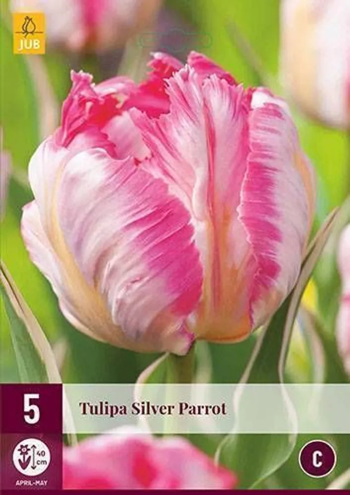 LILLESIBUL JUB TULP SILVER PARROT 5TK PAKIS