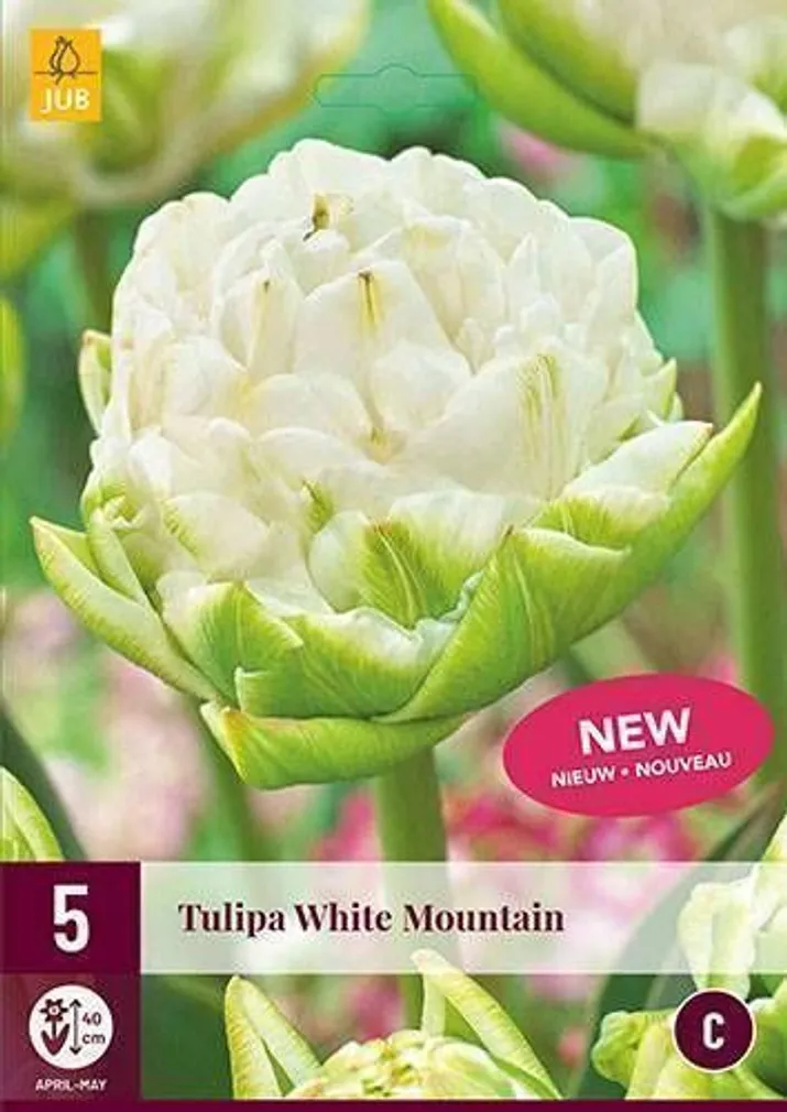 LILLESIBUL JUB TULP WHITE MOUNTAIN 5TK PAKIS