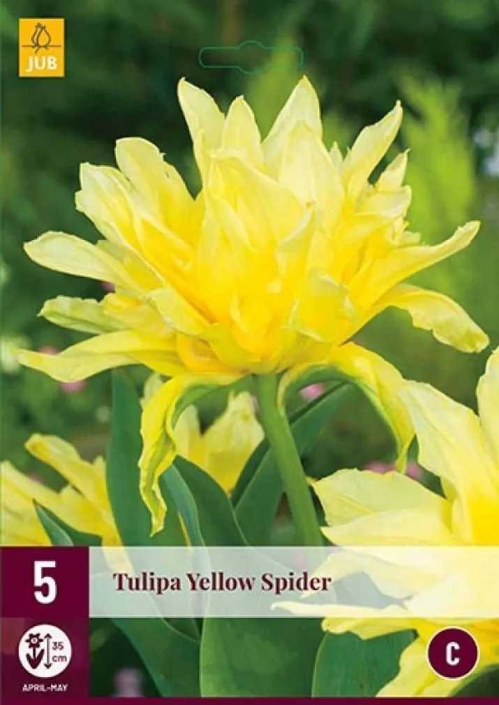 LILLESIBUL JUB TULP YELLOW SPIDER 5TK PAKIS