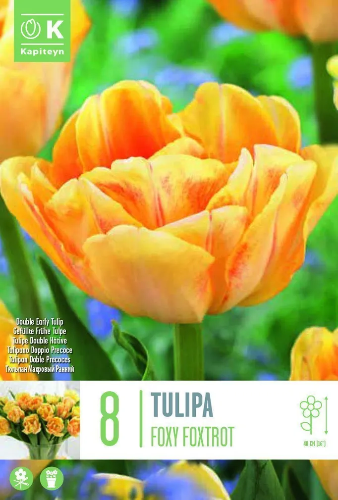 LILLESIBUL KAPITEYN TULP TOPELTÕIELINE "FOXY FOXTROT"