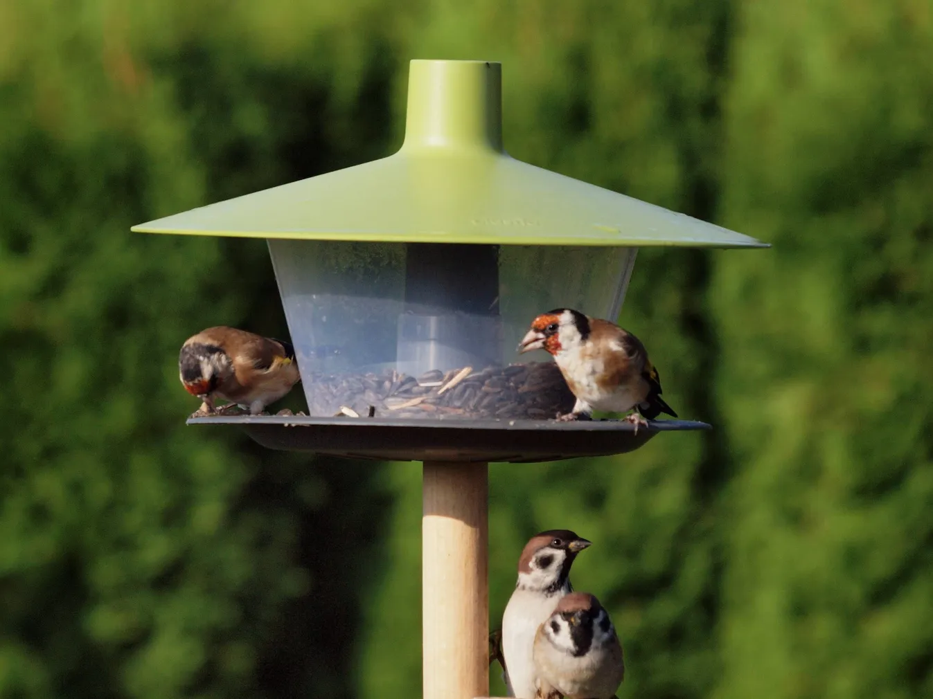 LINNUMAJA PLASTIA FINCH ROHELINE