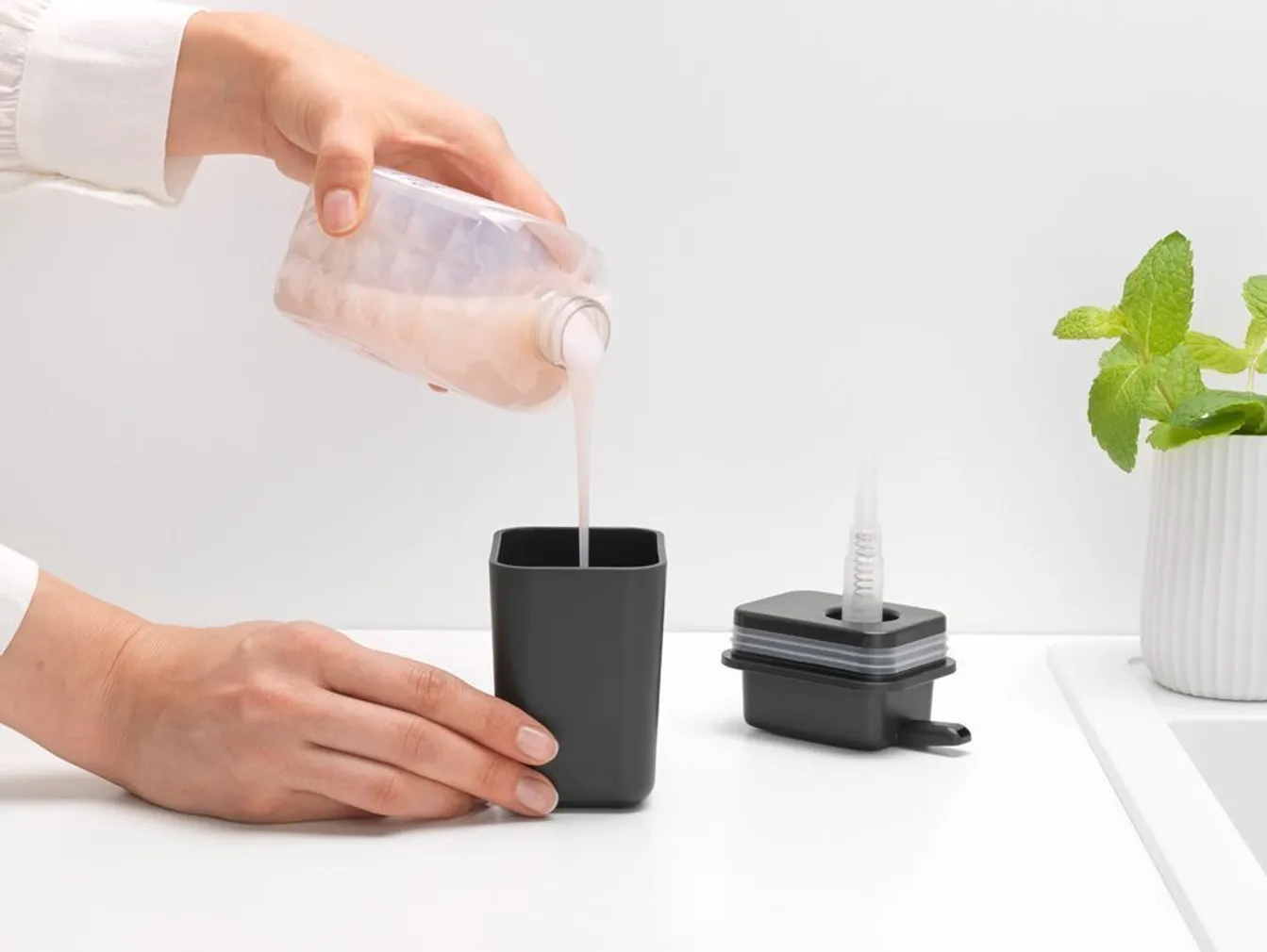 SEEBIDOSAATOR BRABANTIA TUMEHALL