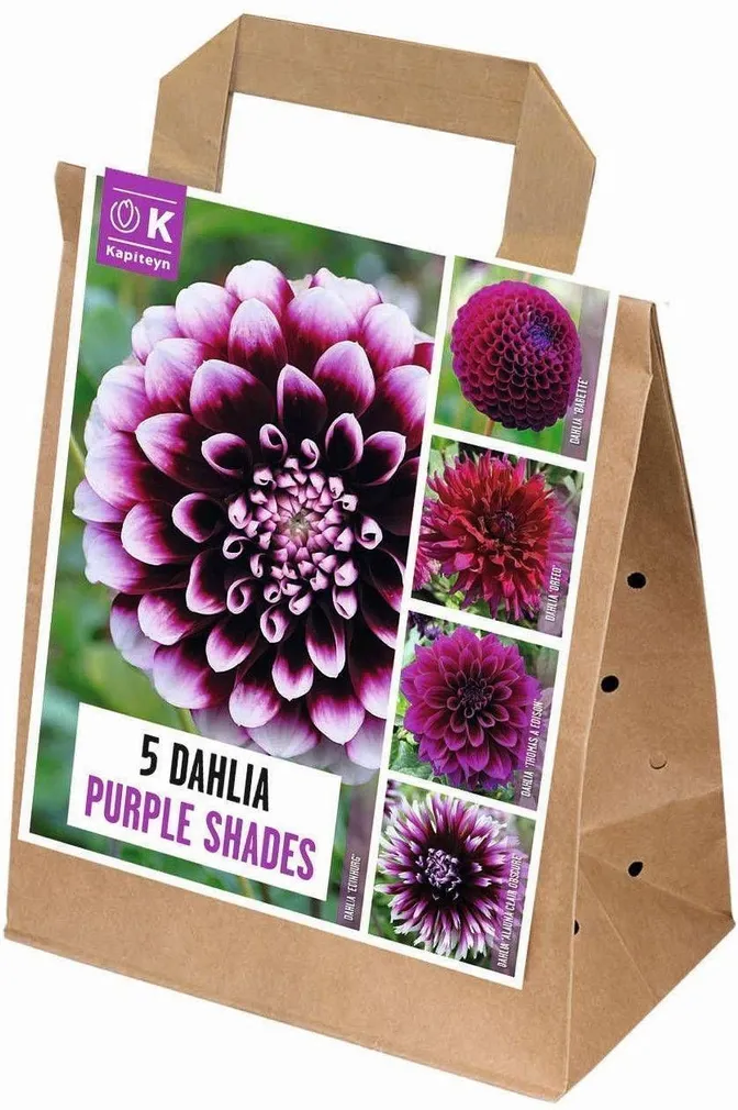 DAALIA KAPITEYN PURPURSED TOONID
