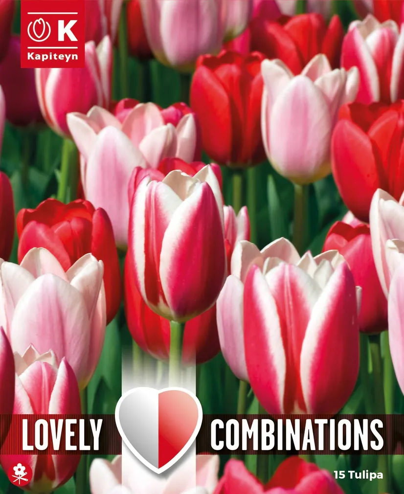 LILLESIBULATEKOMPL. DARWINHÜBRIIDTULP SÄRAV SEGU 15TK