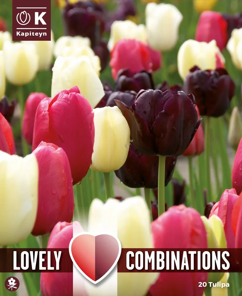 LILLESIBULATEKOMPL. HILINE LIHTÕIELINE TULP 20TK