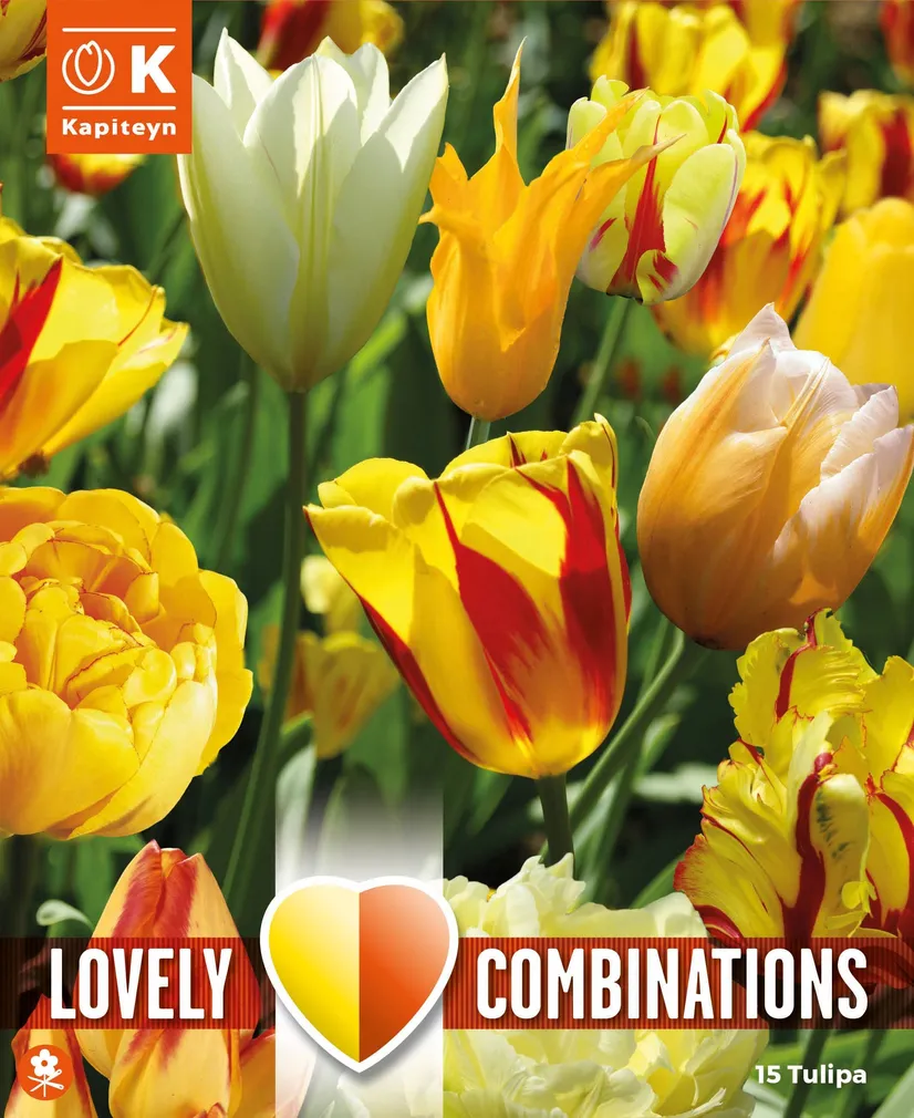 LILLESIBULATEKOMPL. TULP "PÄIKSELINE SEGU" 15TK