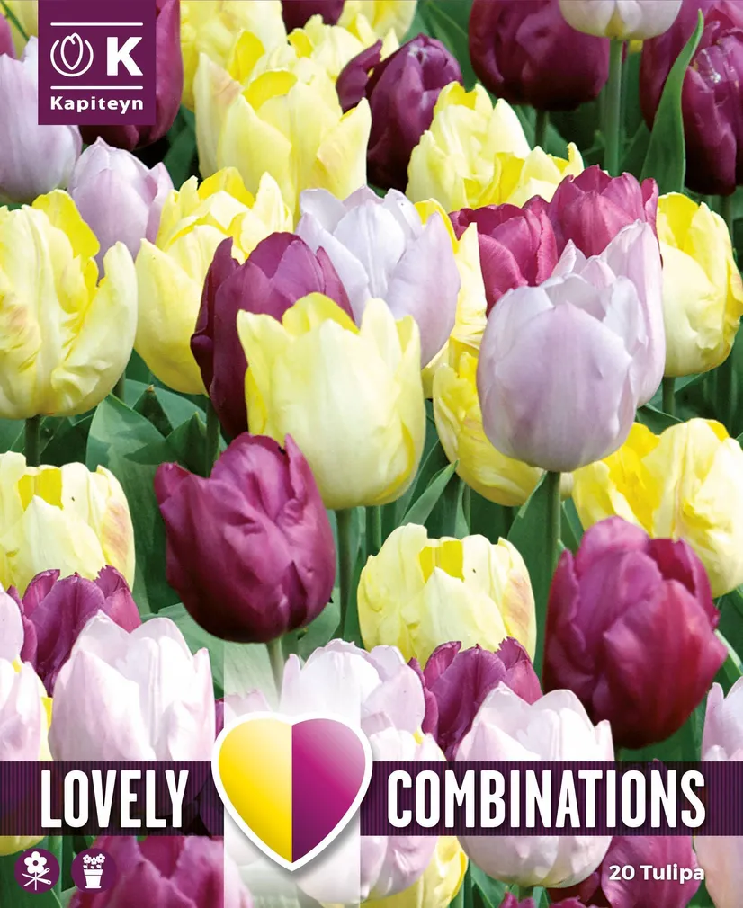 LILLESIBULATEKOMPL. TULP KOLLANE, PURPURNE JA LILLA 20TK