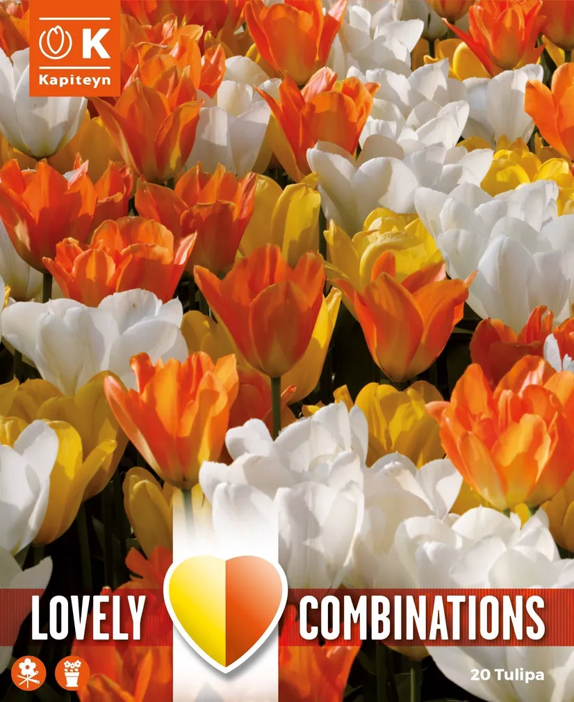 LILLESIBULATEKOMPL. TULP VALGE, KOLLANE JA ORANZ 20TK
